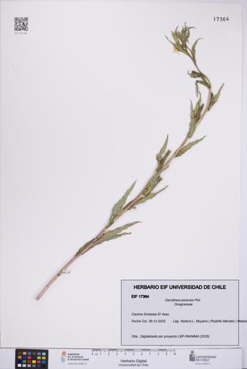 Oenothera picensis [Espécimen: UCH:EIF:0017364]