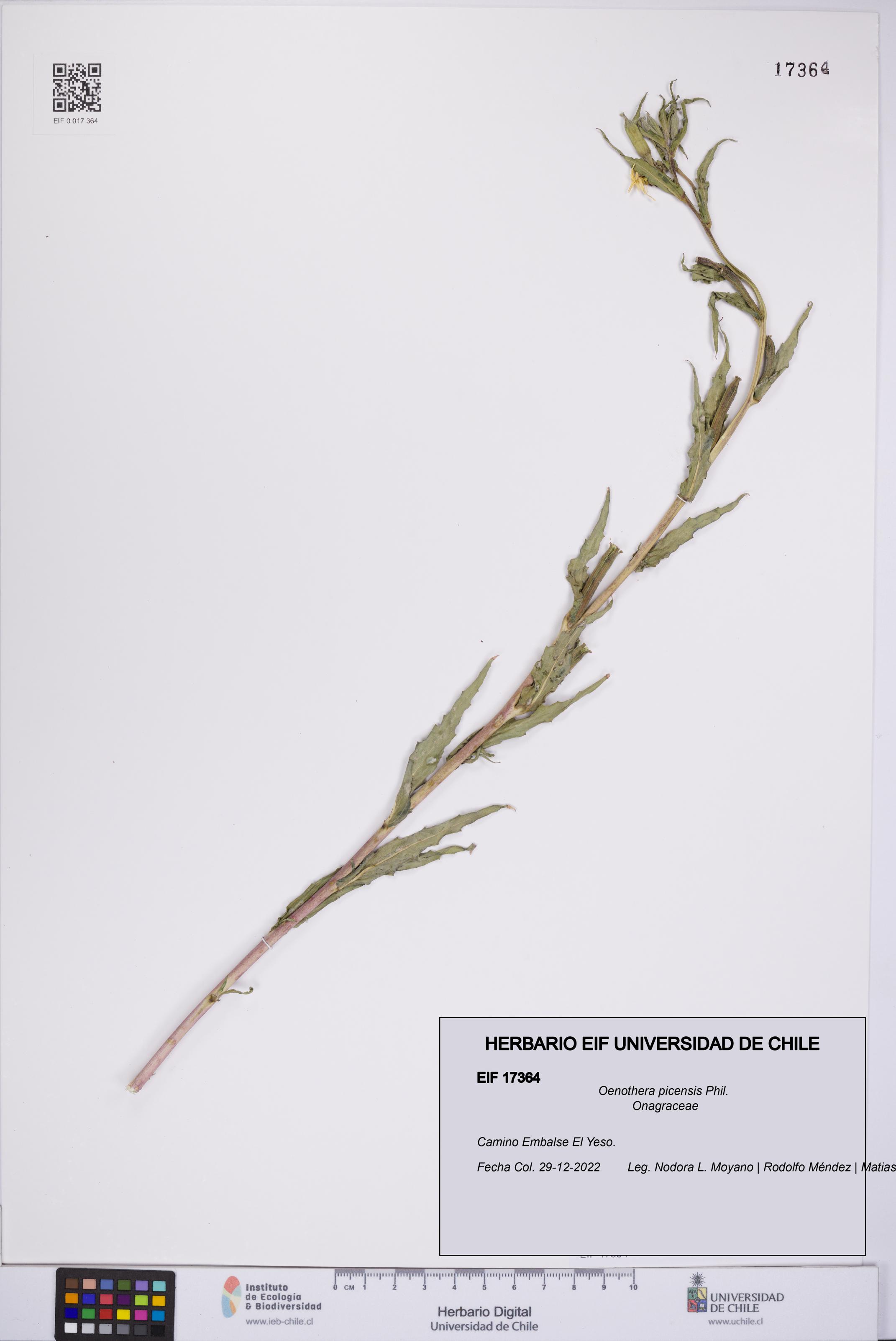 Oenothera picensis [Espécimen: UCH:EIF:0017364]