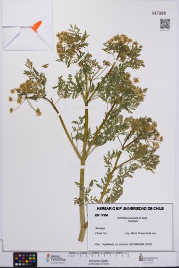 Anthriscus caucalis [Espécimen: UCH:EIF:0017368]