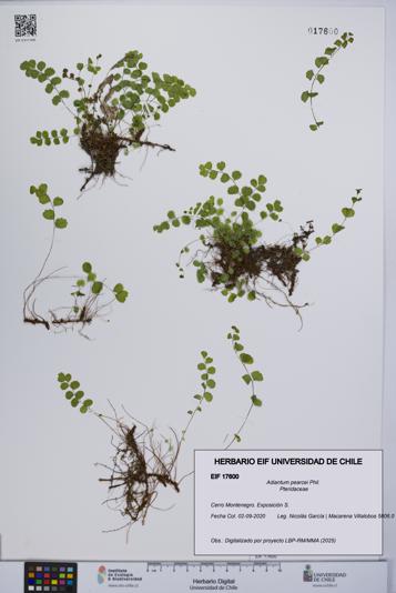 Adiantum pearcei [Espécimen: UCH:EIF:0017600]