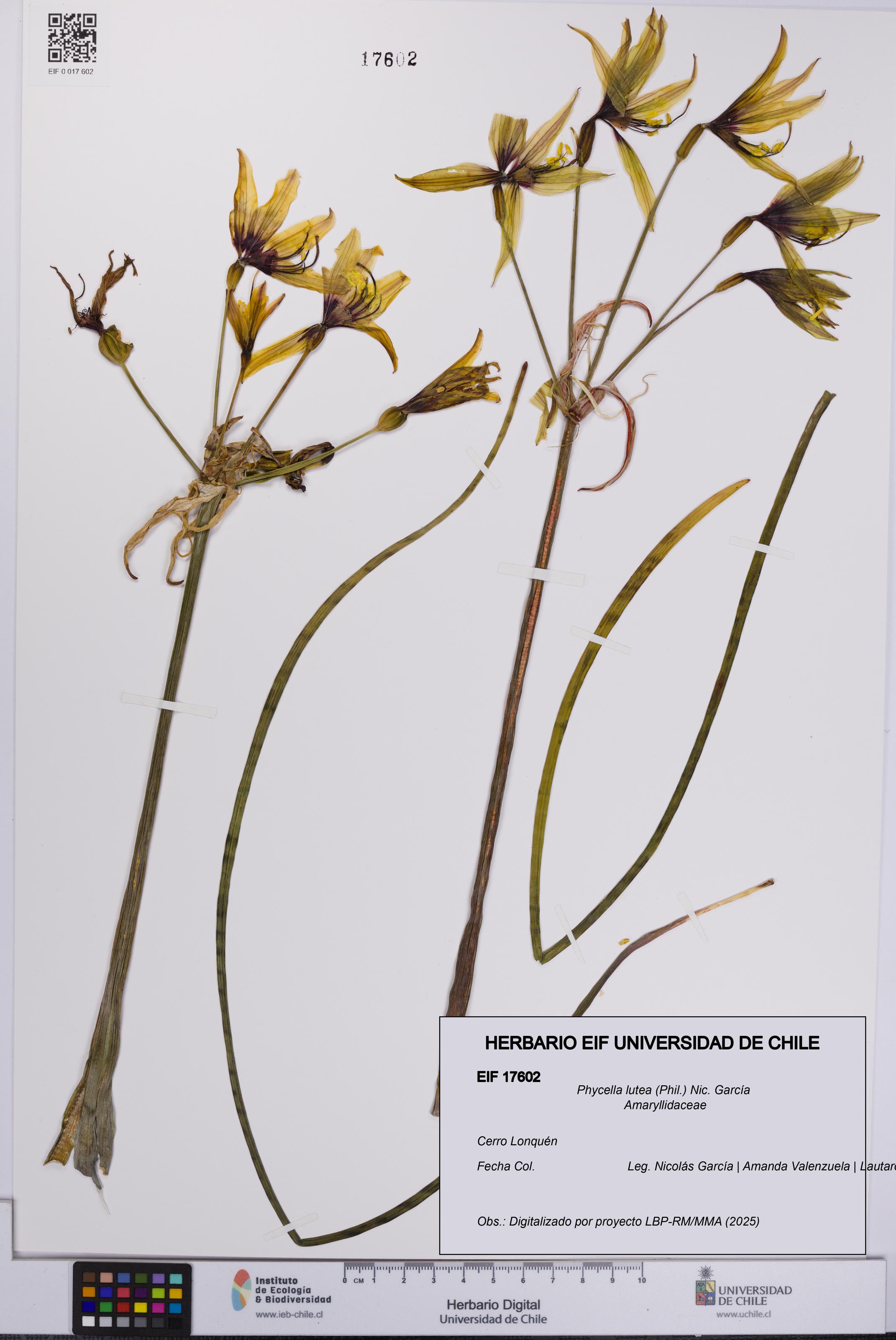 Phycella lutea [Espécimen: UCH:EIF:0017602]