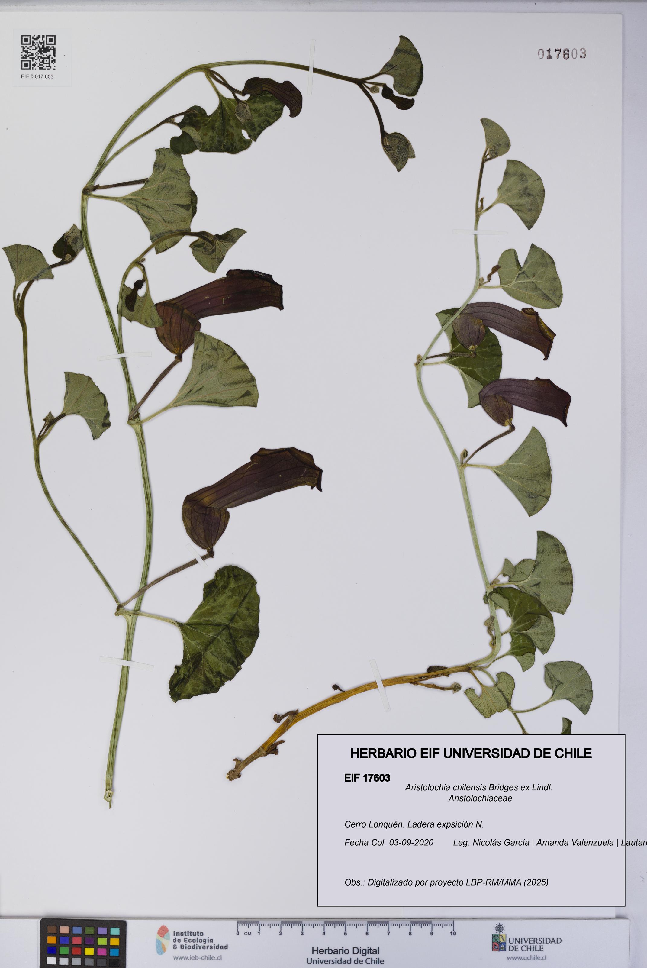 Aristolochia chilensis [Espécimen: UCH:EIF:0017603]