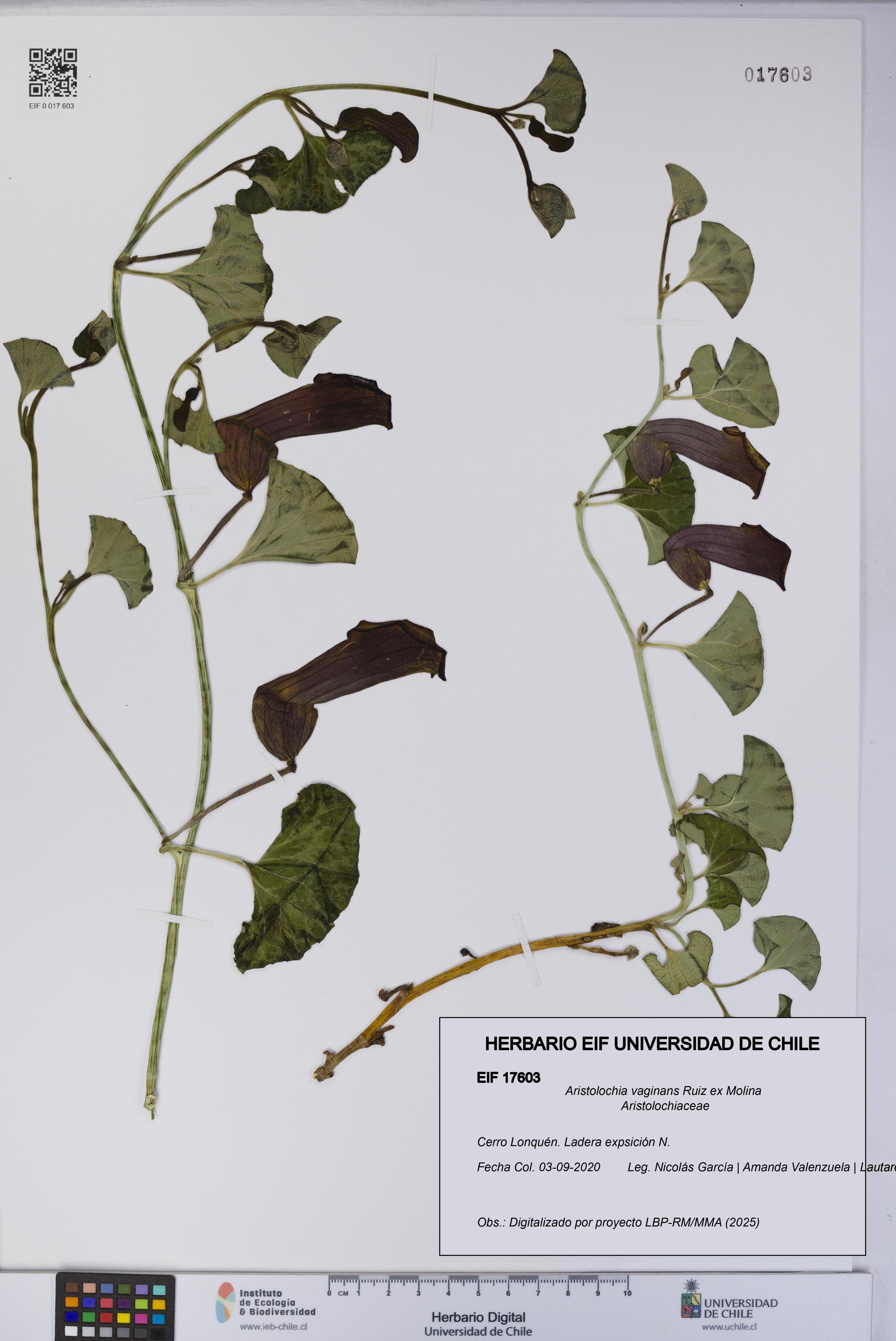 Aristolochia vaginans [Espécimen: ]