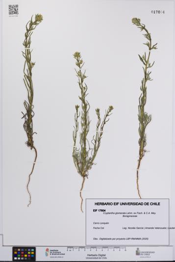 Cryptantha glomerata [Espécimen: UCH:EIF:0017604]