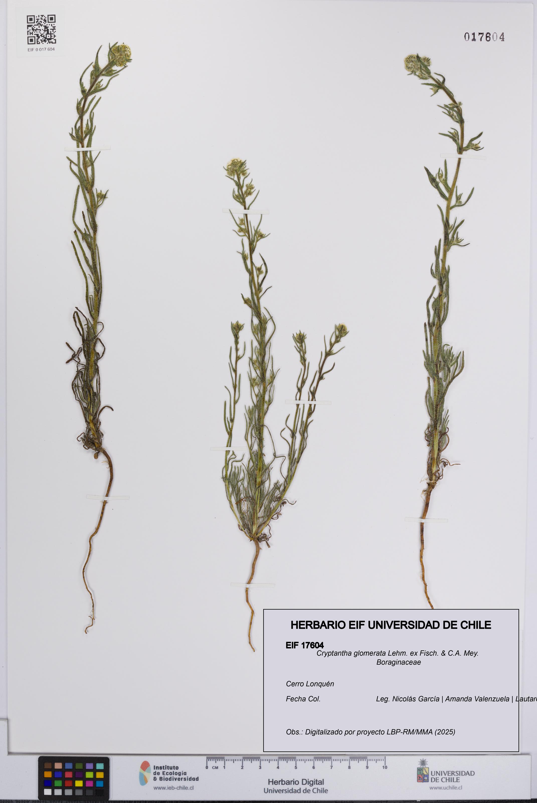 Cryptantha glomerata [Espécimen: UCH:EIF:0017604]