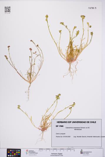 Calandrinia compressa [Espécimen: UCH:EIF:0017605]