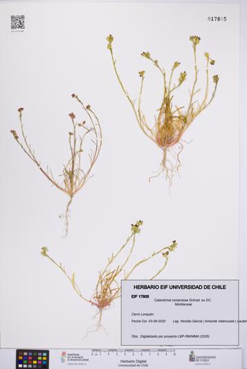 Calandrinia compressa [Espécimen: UCH:EIF:0017605]