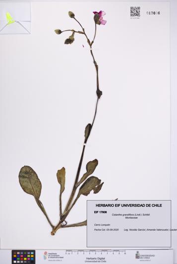 Cistanthe grandiflora [Espécimen: UCH:EIF:0017606]