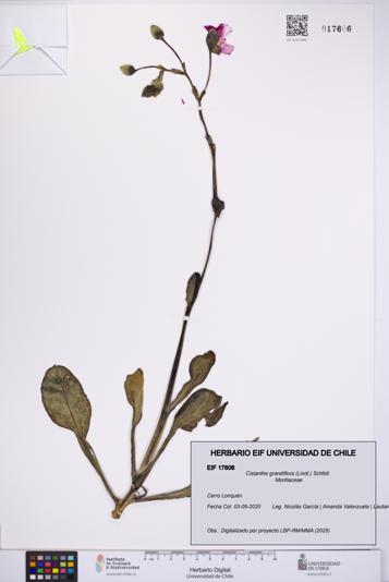 Cistanthe grandiflora [Espécimen: UCH:EIF:0017606]