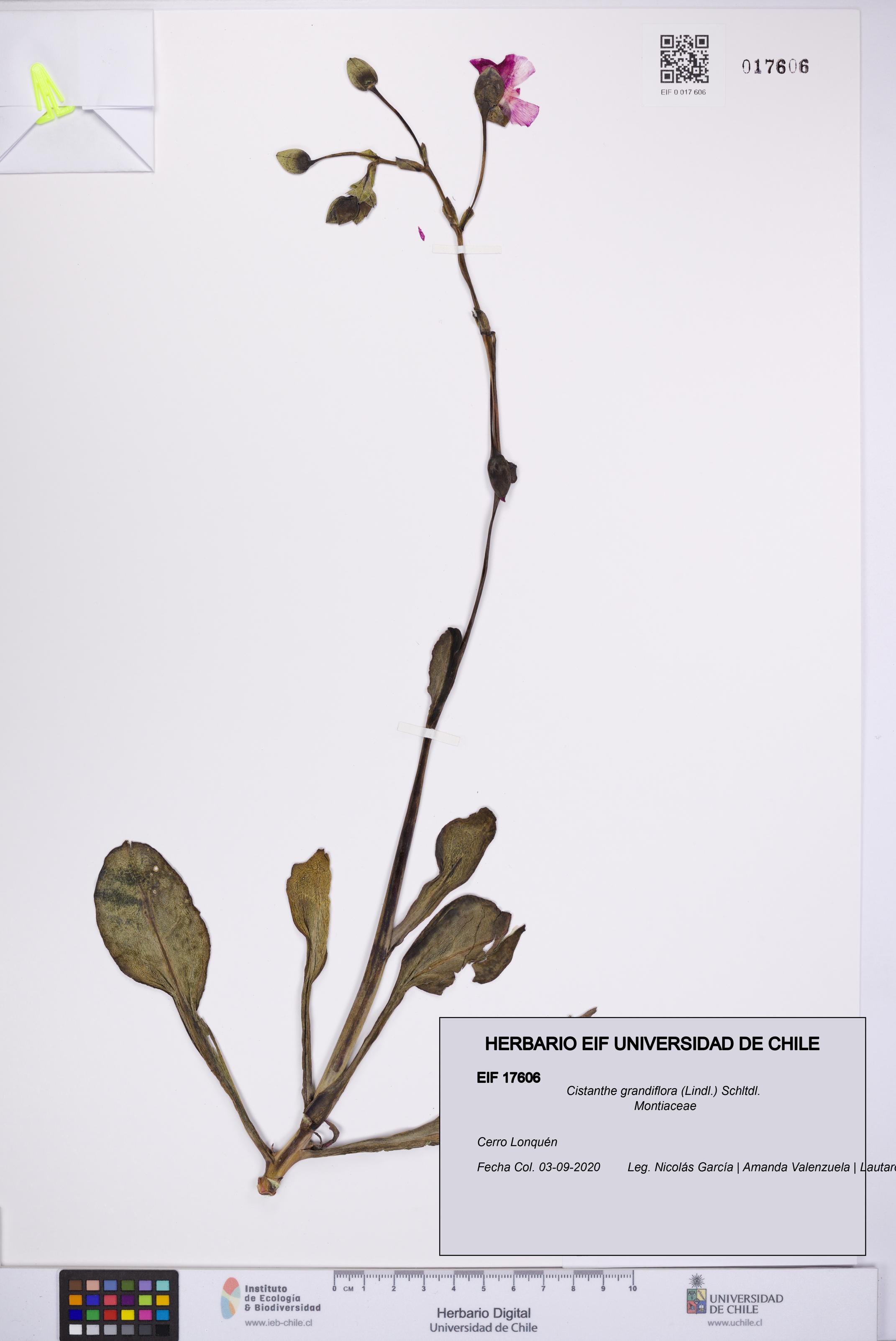 Cistanthe grandiflora [Espécimen: UCH:EIF:0017606]