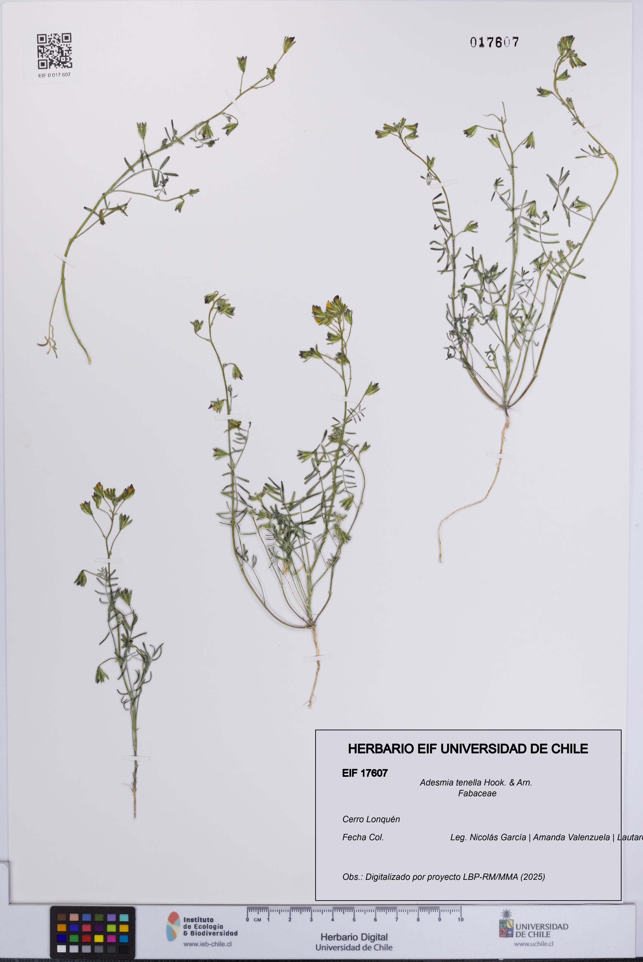 Adesmia tenella [Espécimen: UCH:EIF:0017607]