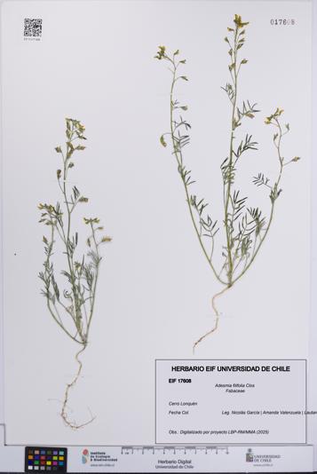 Adesmia filifolia [Espécimen: UCH:EIF:0017608]