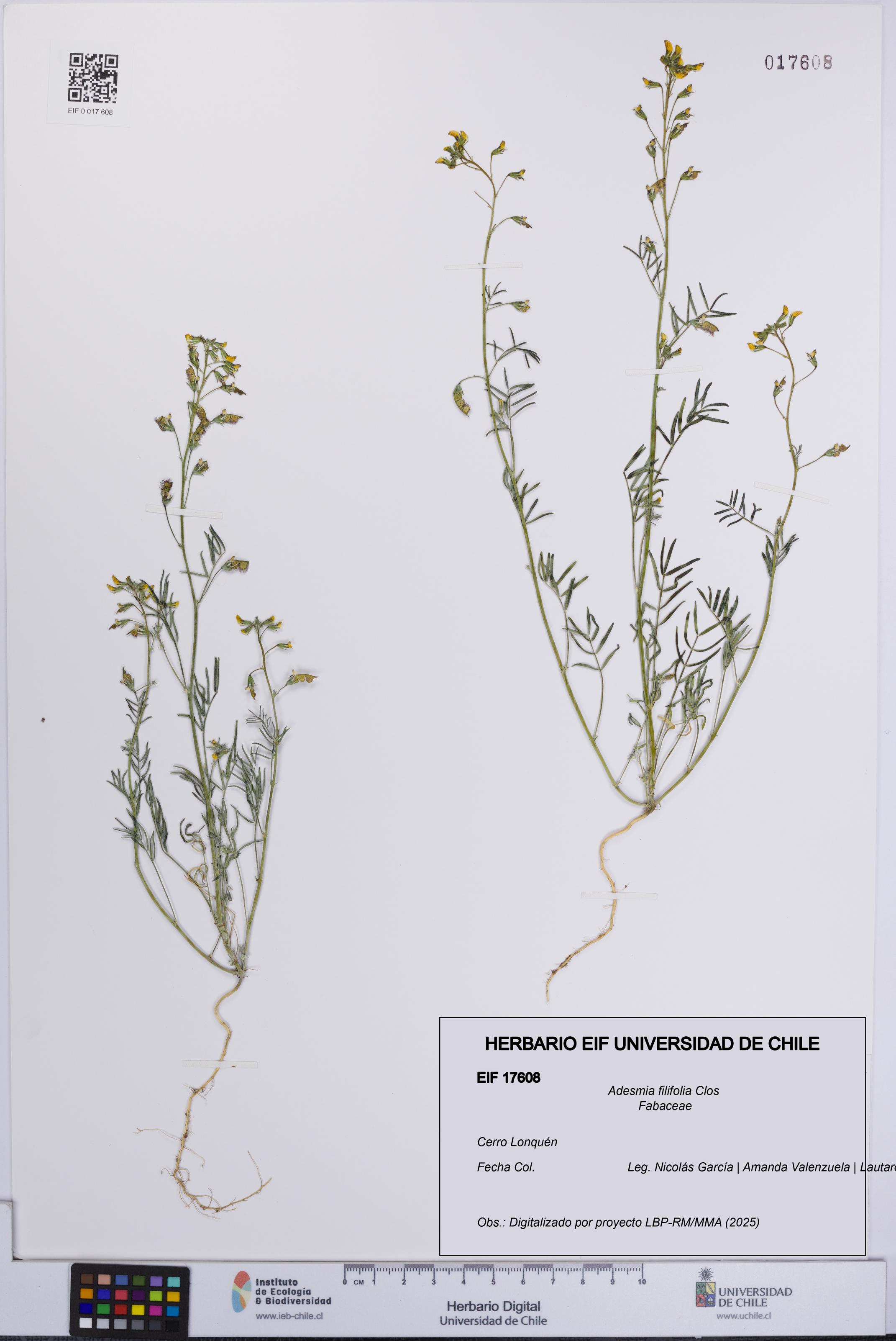 Adesmia filifolia [Espécimen: UCH:EIF:0017608]