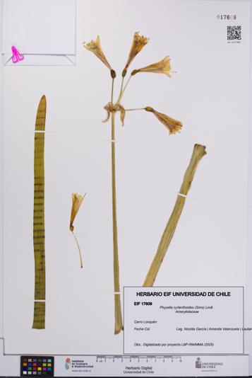 Phycella cyrtanthoides [Espécimen: UCH:EIF:0017609]