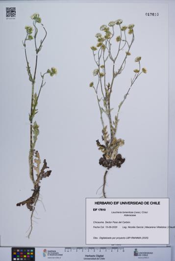 Leucheria tomentosa [Espécimen: UCH:EIF:0017610]