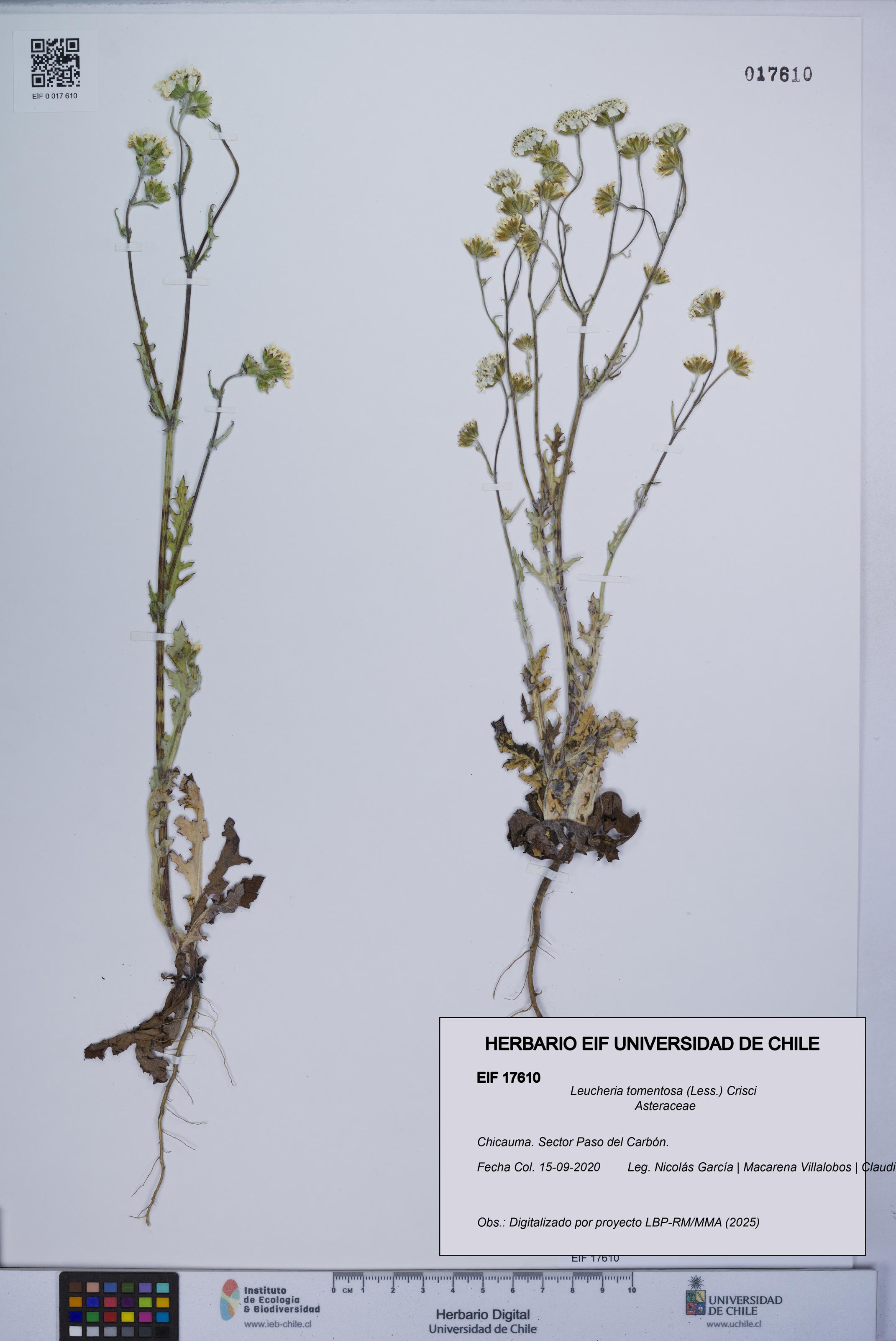 Leucheria tomentosa [Espécimen: UCH:EIF:0017610]