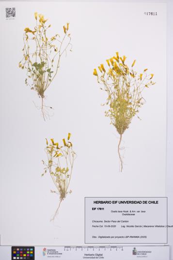 Oxalis laxa var. laxa [Espécimen: UCH:EIF:0017611]