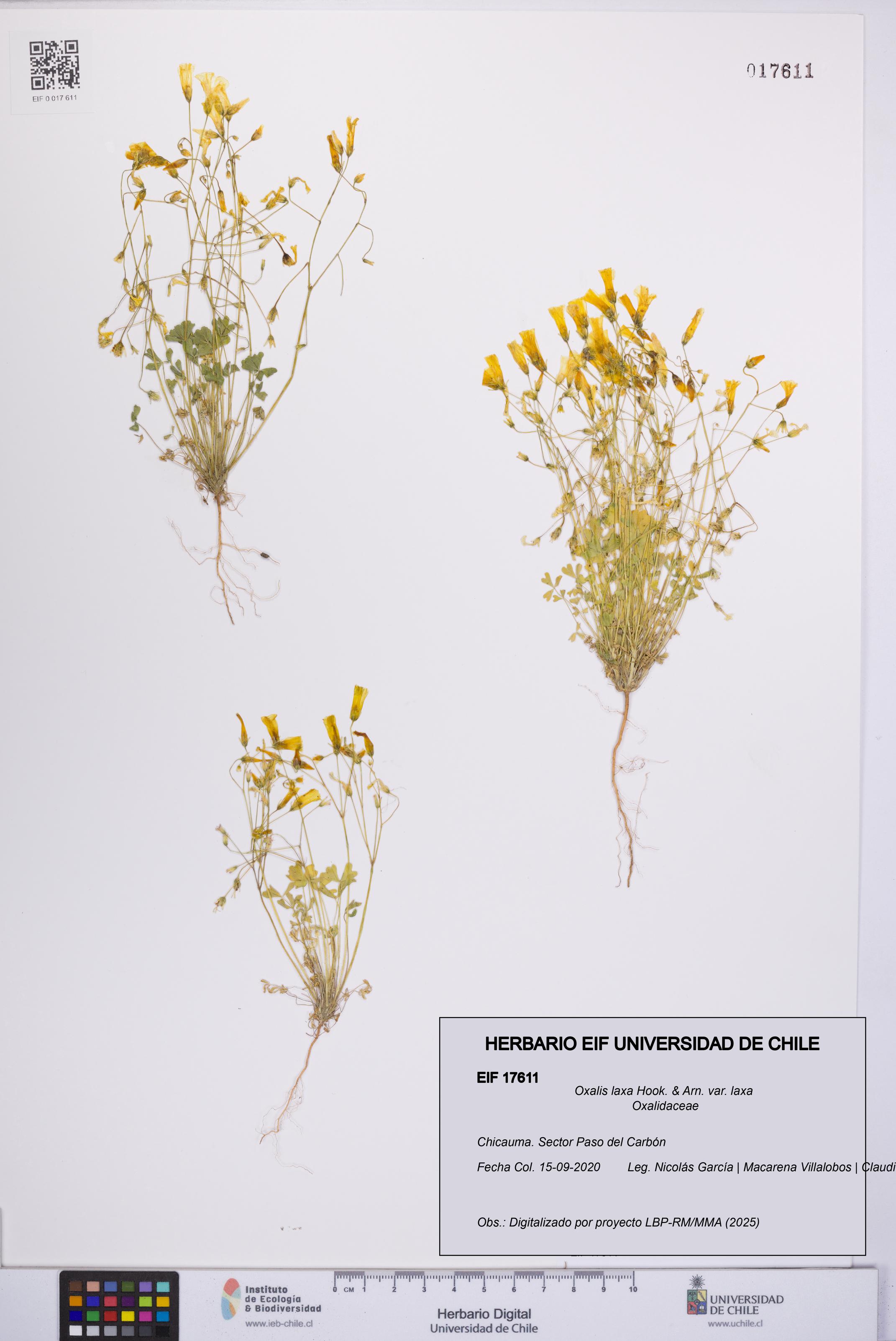 Oxalis laxa var. laxa [Espécimen: UCH:EIF:0017611]