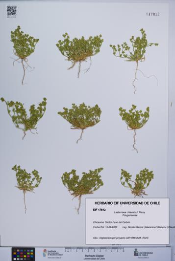 Lastarriaea chilensis [Espécimen: UCH:EIF:0017612]