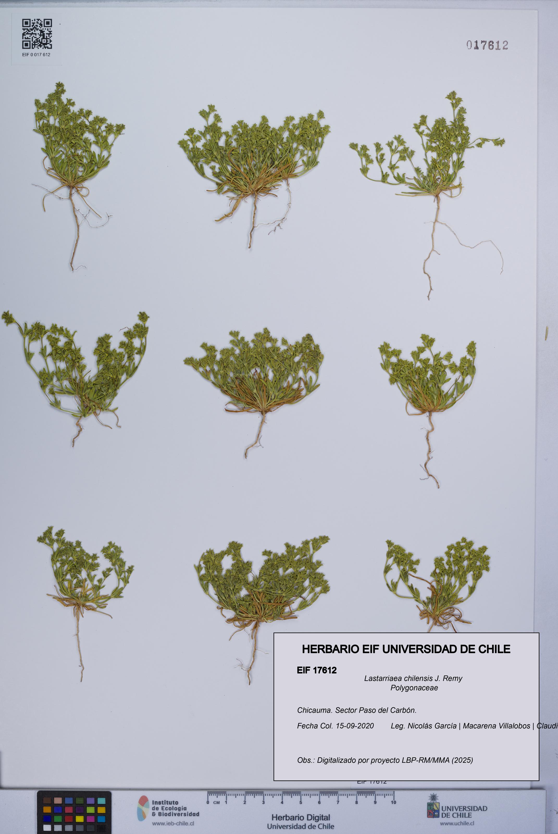 Lastarriaea chilensis [Espécimen: UCH:EIF:0017612]