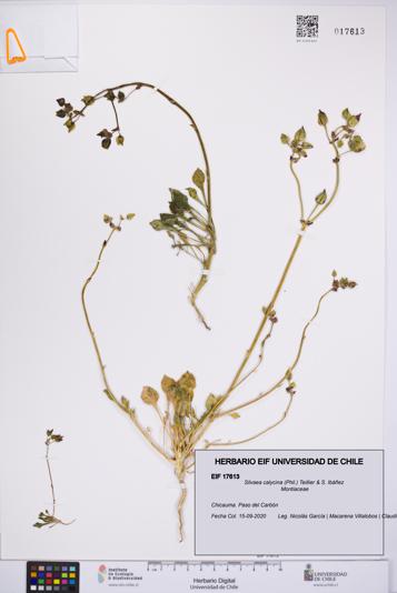 Silvaea calycina [Espécimen: UCH:EIF:0017613]