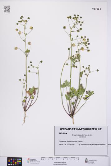 Cristaria dissecta [Espécimen: UCH:EIF:0017614]