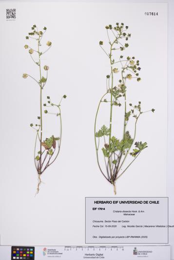 Cristaria dissecta [Espécimen: UCH:EIF:0017614]