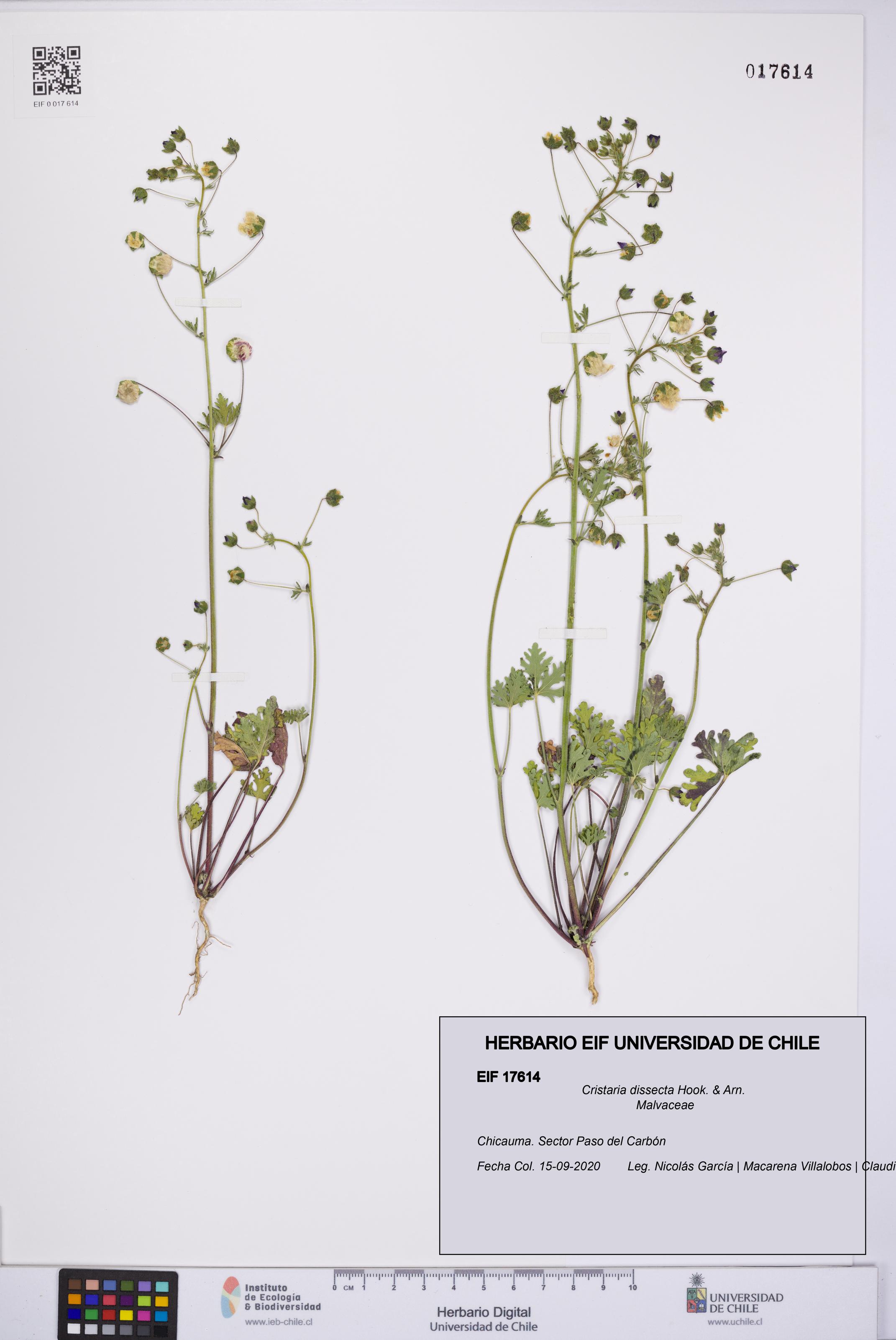 Cristaria dissecta [Espécimen: UCH:EIF:0017614]