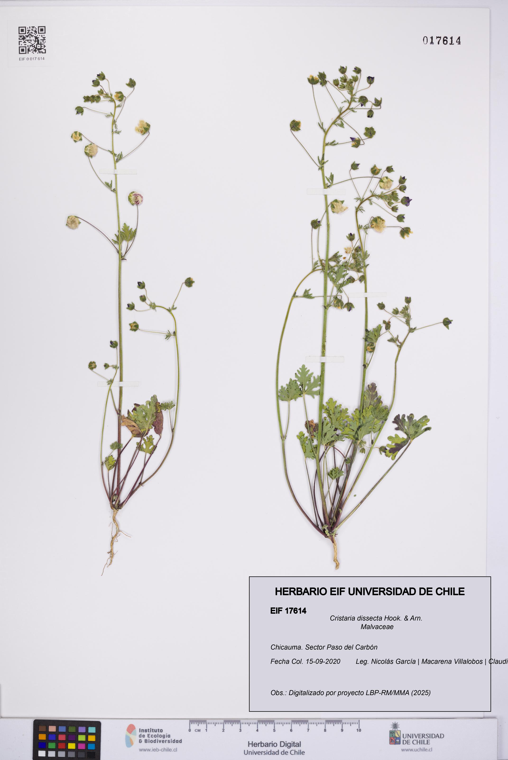 Cristaria dissecta [Espécimen: UCH:EIF:0017614]