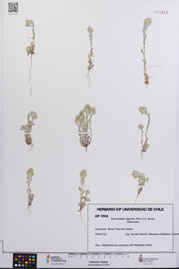 Gamochaeta oligantha [Espécimen: UCH:EIF:0017616]