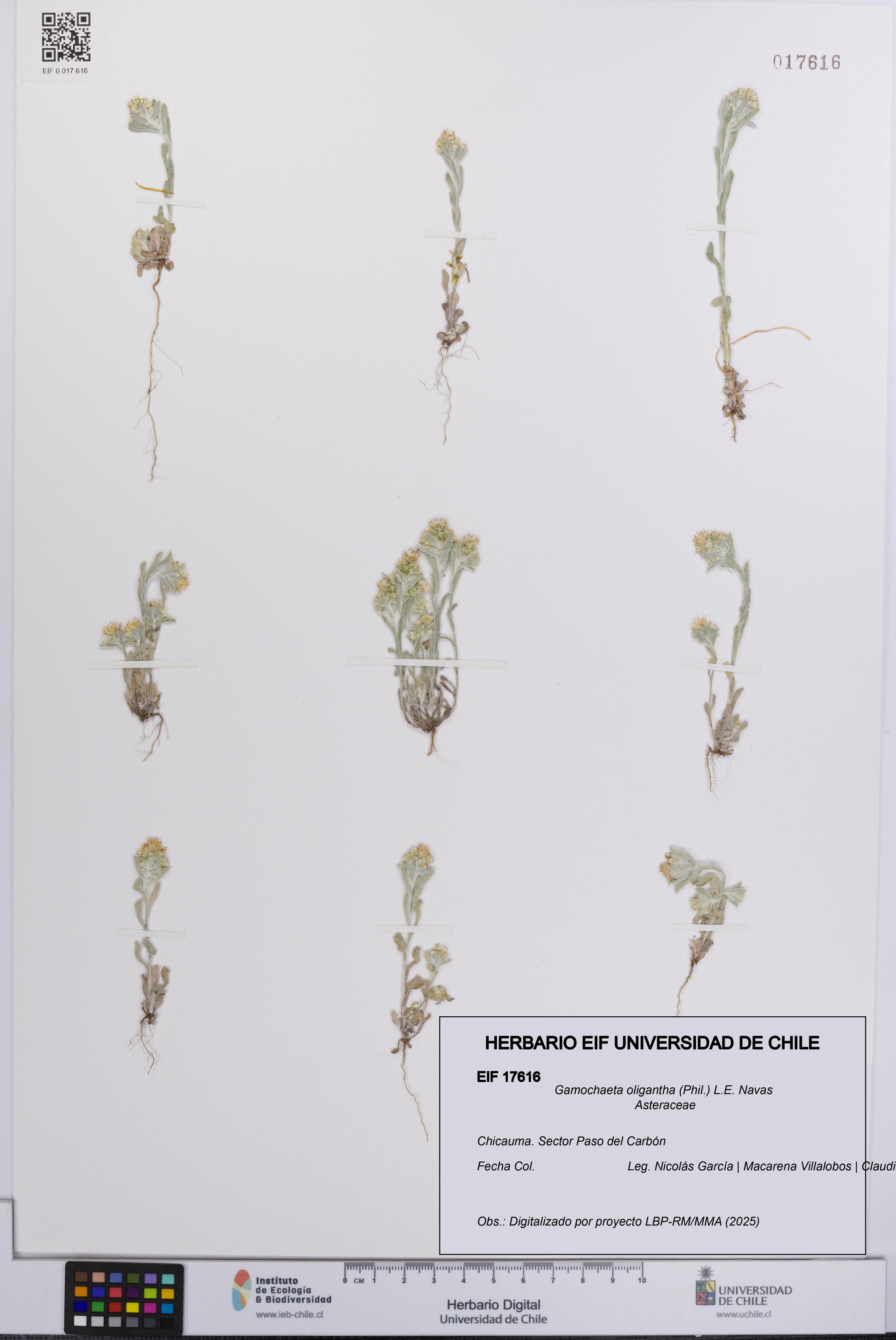 Gamochaeta oligantha [Espécimen: UCH:EIF:0017616]