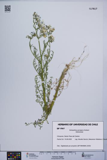 Schizanthus porrigens [Espécimen: UCH:EIF:0017617]