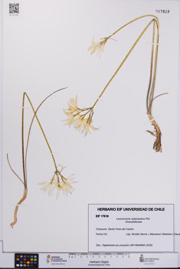 Leucocoryne violacescens [Espécimen: UCH:EIF:0017618]