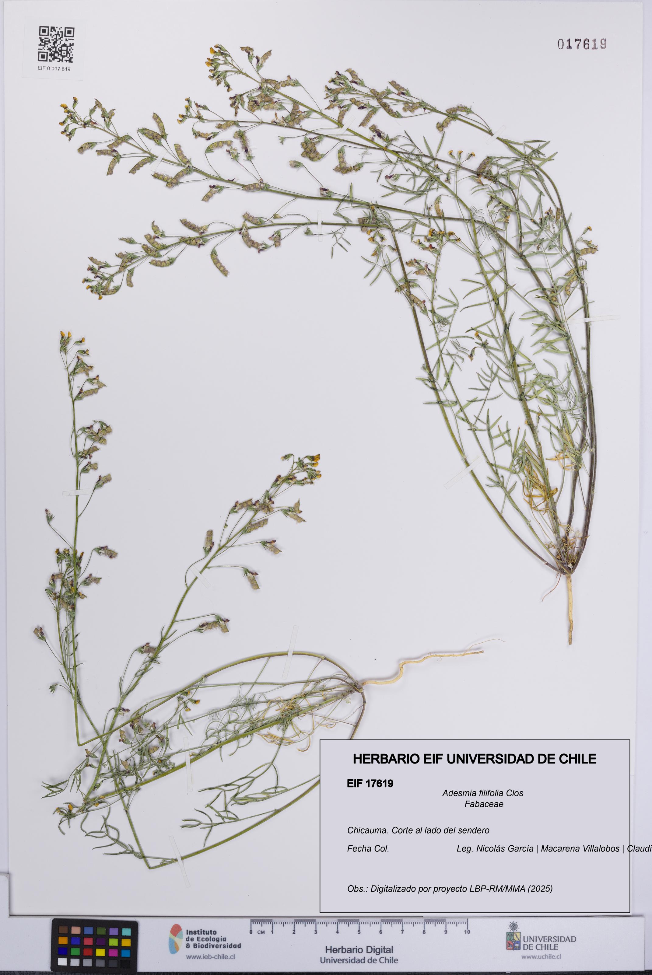 Adesmia filifolia [Espécimen: UCH:EIF:0017619]