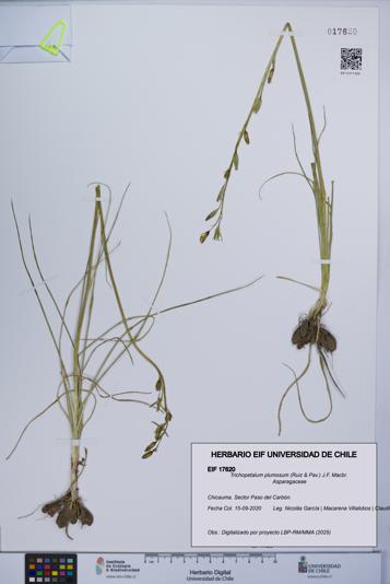 Trichopetalum plumosum [Espécimen: UCH:EIF:0017620]