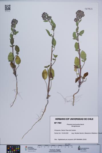 Phacelia brachyantha [Espécimen: UCH:EIF:0017621]