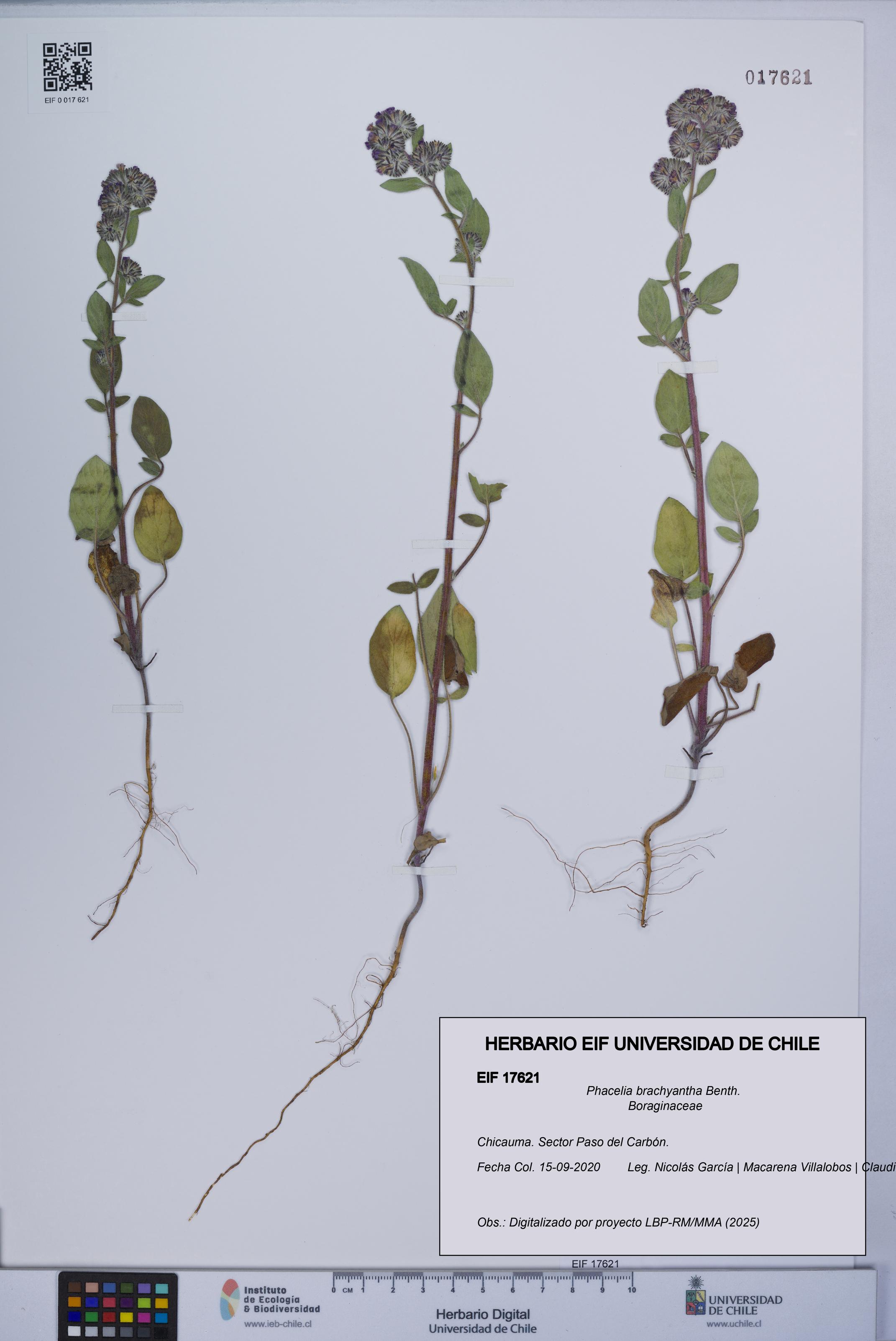 Phacelia brachyantha [Espécimen: UCH:EIF:0017621]