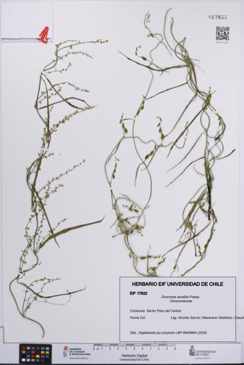 Dioscorea saxatilis [Espécimen: UCH:EIF:0017622]