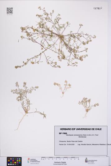 Montiopsis ramosissima [Espécimen: UCH:EIF:0017623]