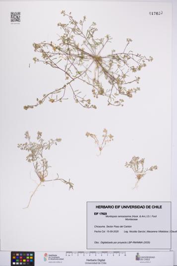 Montiopsis ramosissima [Espécimen: UCH:EIF:0017623]