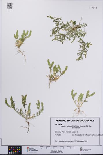Lepidium strictum [Espécimen: UCH:EIF:0017624]