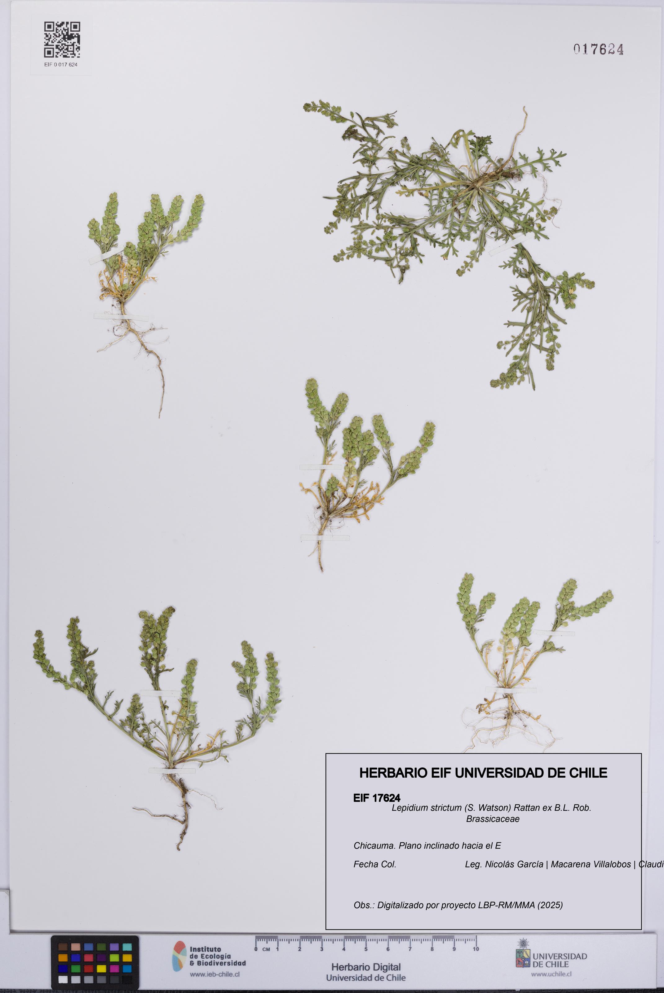 Lepidium strictum [Espécimen: UCH:EIF:0017624]