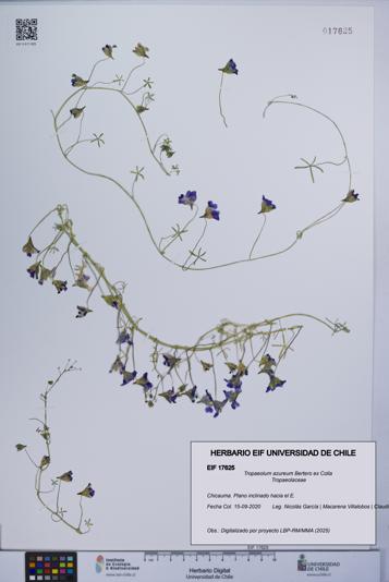 Tropaeolum azureum [Espécimen: UCH:EIF:0017625]