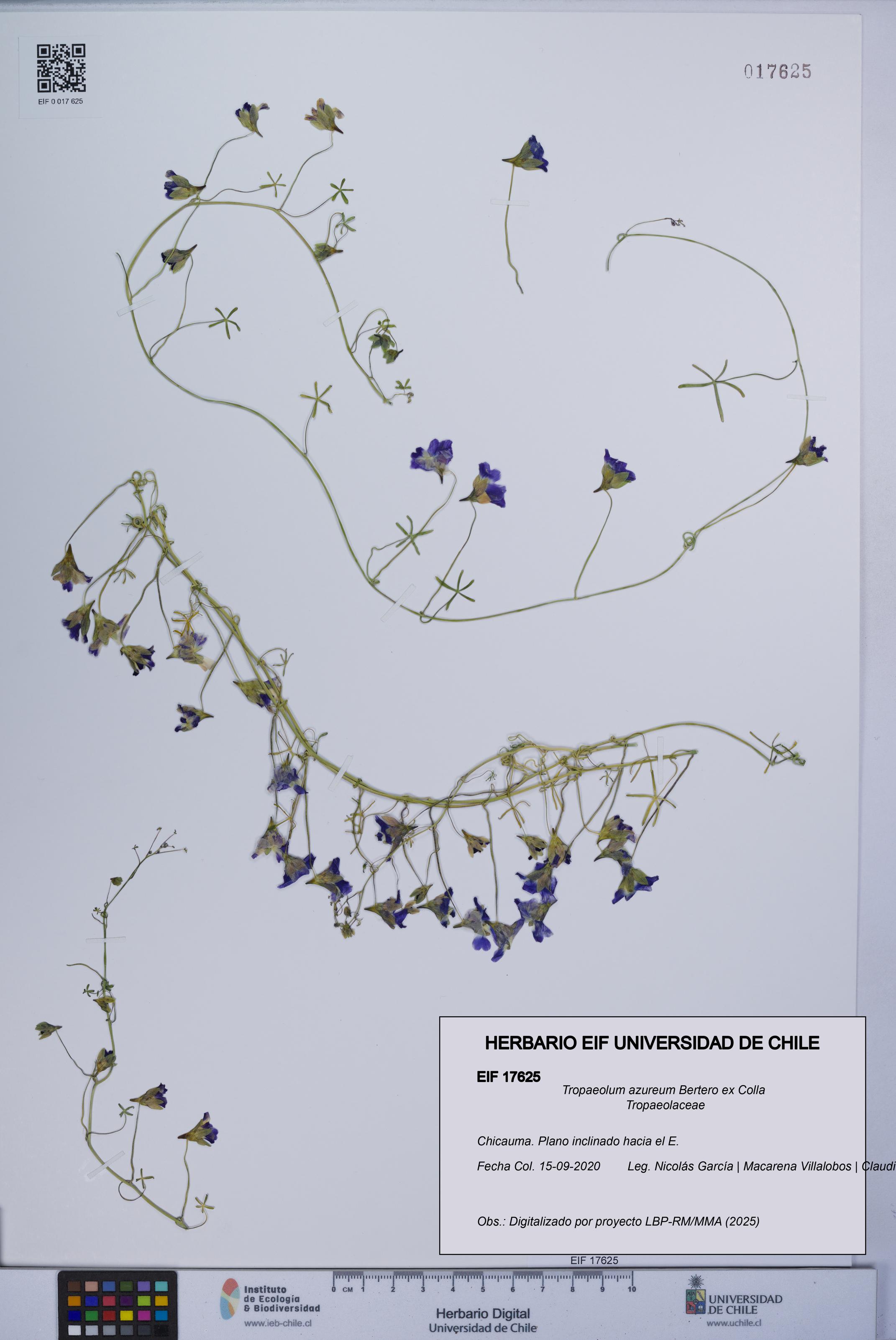 Tropaeolum azureum [Espécimen: UCH:EIF:0017625]