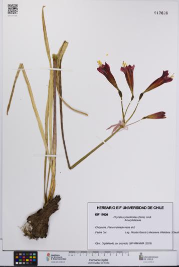 Phycella cyrtanthoides [Espécimen: UCH:EIF:0017626]