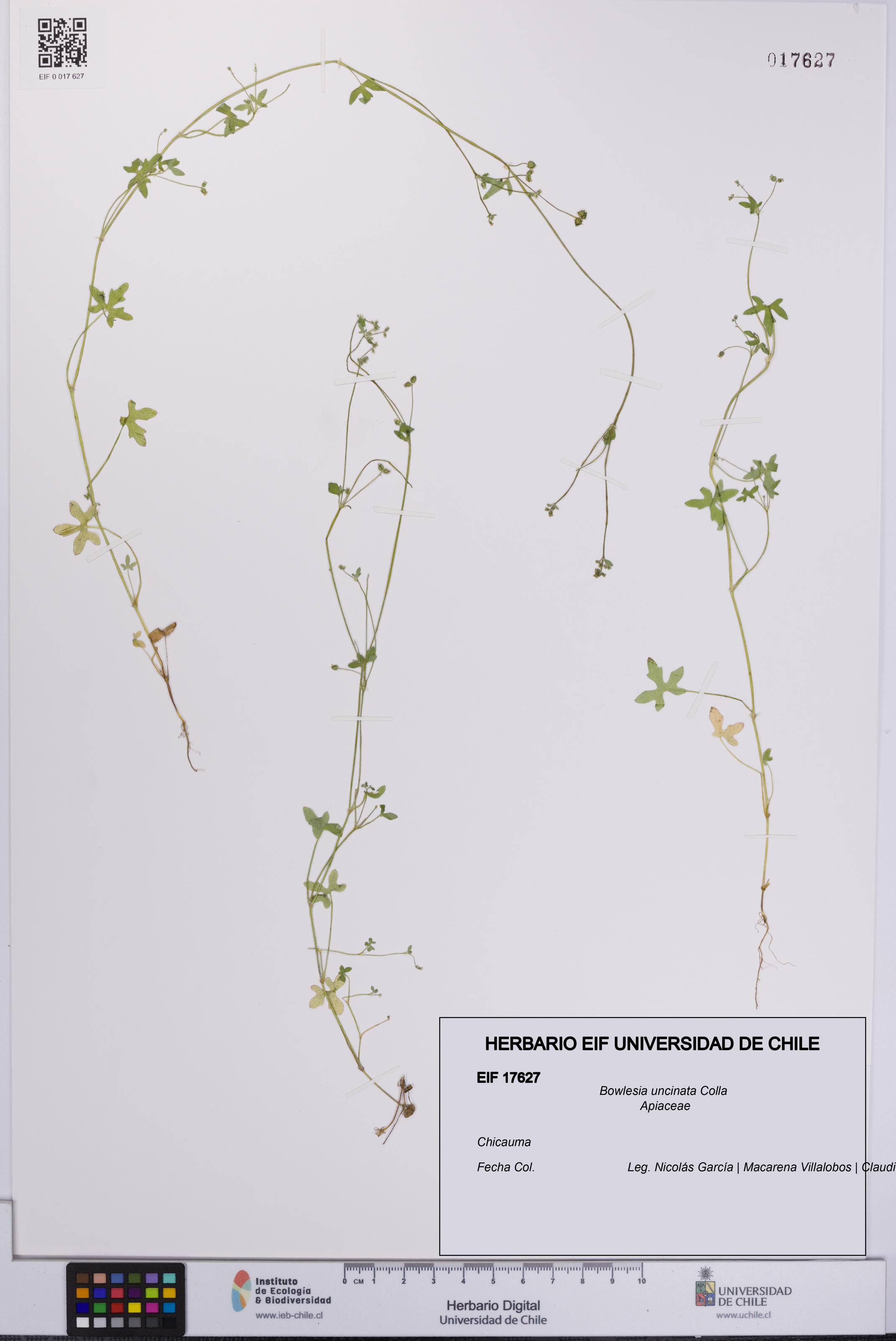 Bowlesia uncinata [Espécimen: UCH:EIF:0017627]