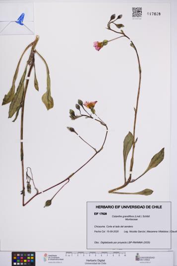 Cistanthe grandiflora [Espécimen: UCH:EIF:0017628]