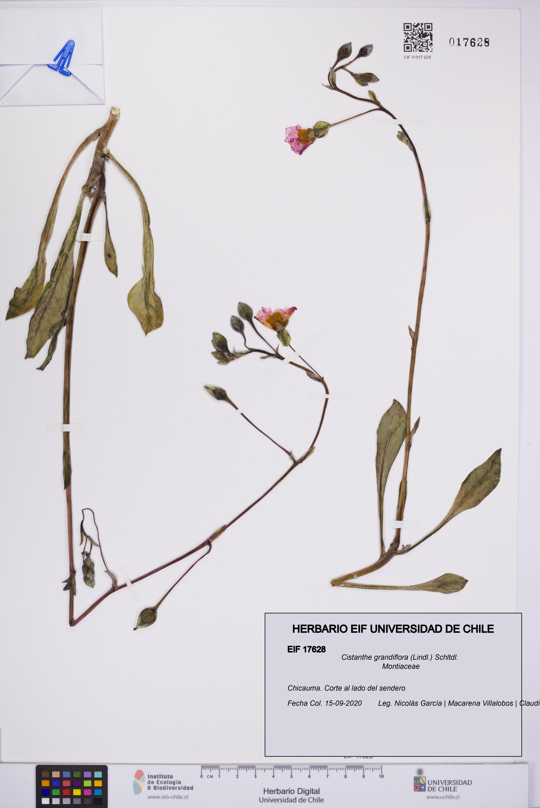 Cistanthe grandiflora [Espécimen: UCH:EIF:0017628]