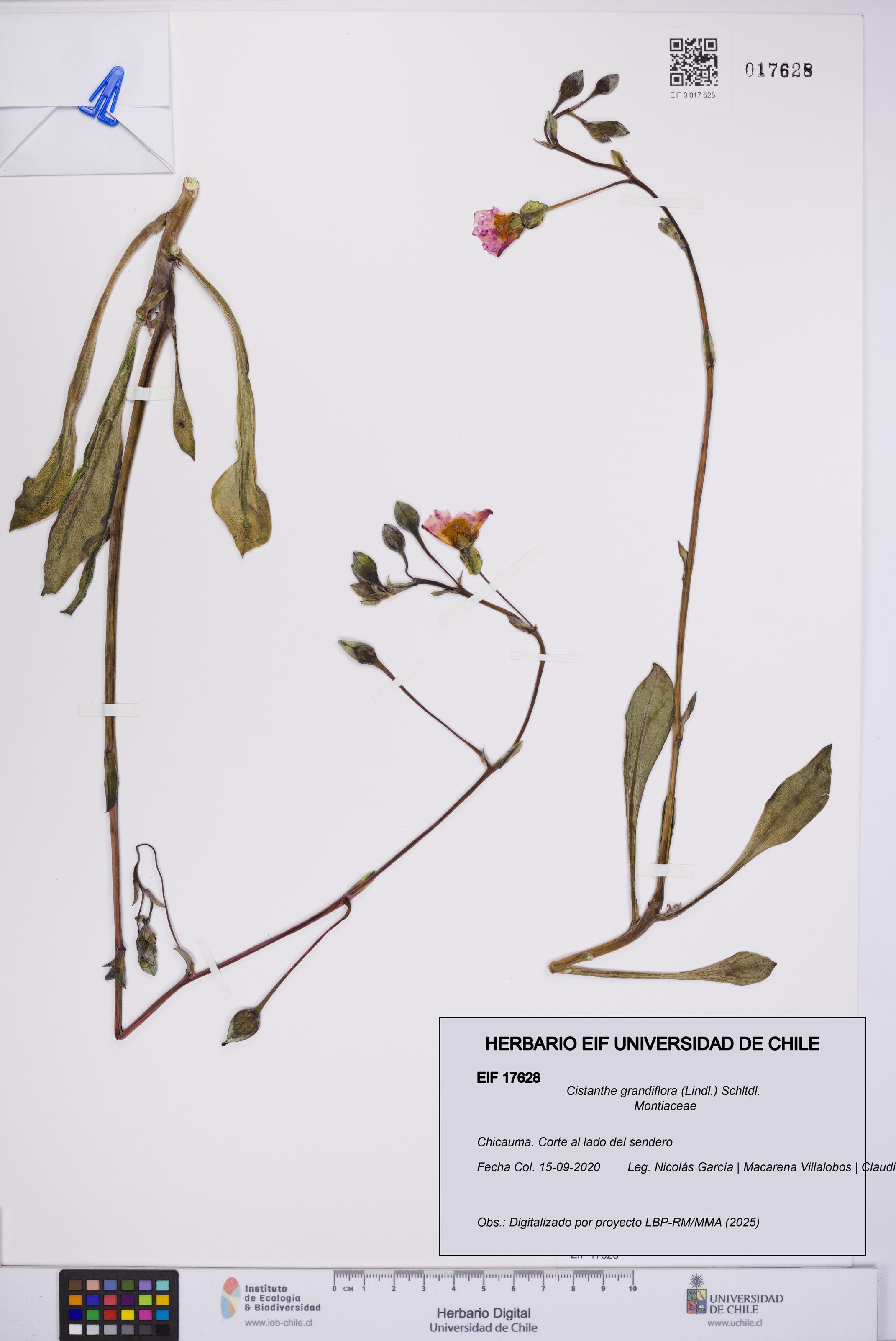 Cistanthe grandiflora [Espécimen: UCH:EIF:0017628]