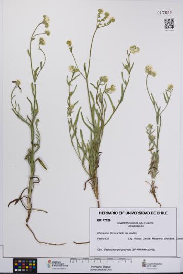 Cryptantha linearis [Espécimen: UCH:EIF:0017629]